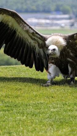 Eagle Landing on Green Grass