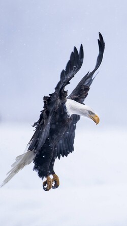 Eagle Landing Photo