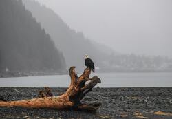 Eagle On Drift Wood On Seashore