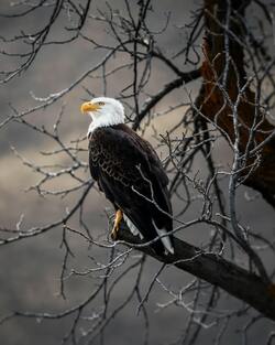 Eagle on Dry Tree Branch Pics