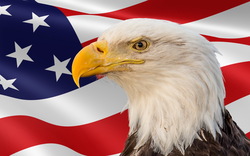Eagle on USA Memorial Day