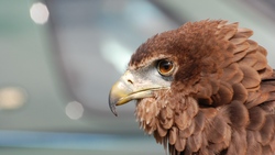 Eagle Predator Bird Photo