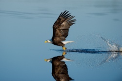 Eagle Reflection In Clear Water