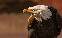 Eagle Screaming HD Wallpaper