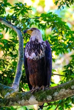 Eagle Setting on Tree