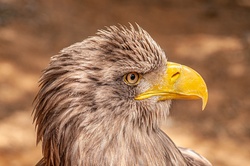Eagle Sharp Beak Closeup Pic
