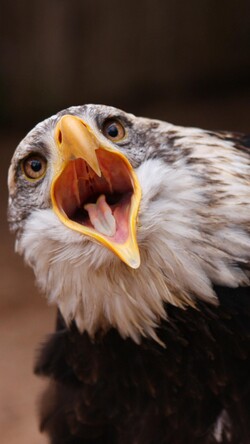Eagle Shouting