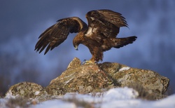 Eagle Sitting On A Rock