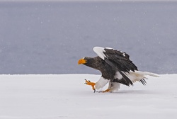 Eagle Walking on Snow