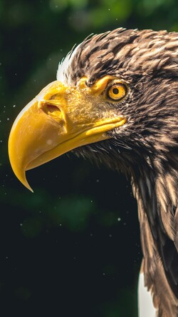 Eagle With Big Beak 4K Image