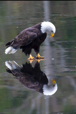 Eagle with Her Reflection Pic