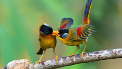 Eared Mesia Bird Sharing Food HD Wallpaper