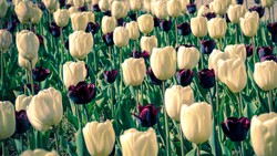 Earth Tulip 4K HD Photo