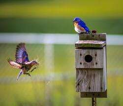 Eastern Blue Bird Sitting on Wood