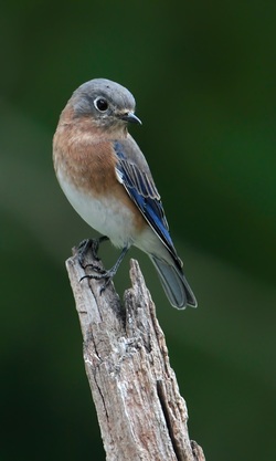 Eastern Bluebird On Branch Mobile Wallpaper