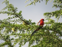 Eastern Rosella Bird Sitting on Tree