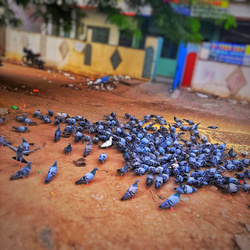 Eating Groups on Pigeon