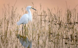 Egret Bird 4K