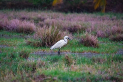 Egret Bird Standing on Grass