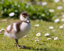 Egyptian Goose Baby Photo