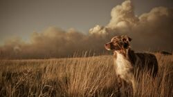 Elder Dog in Dry Grass