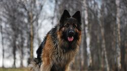 Elder German Shepherd Dog in Forest