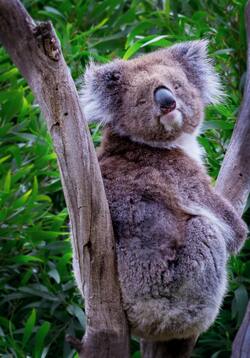 Elder Koala Pic