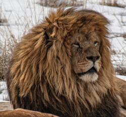 Elder Lion Animal Ultra HD Photo