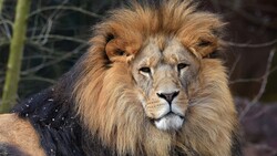 Elder Lion in Jungle