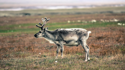 Elder Reindeer Deer HD Photo