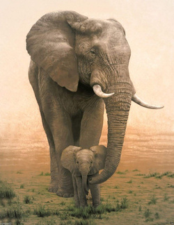 Elephant and Baby Photo