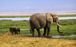 Elephant And Her Calf Drink Water