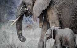 Elephant And Her Child 4K