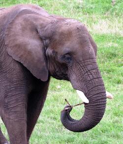 Elephant Animal Close Up Photo