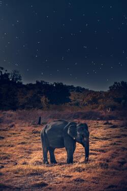 Elephant at Night Animal Photo