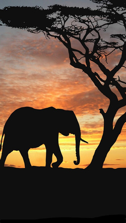 Elephant During Sunset