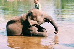 Elephant Enjoying in Water Wallpaper