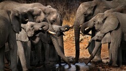 Elephant Family 4K 3840x2160 Resolution Wallpaper