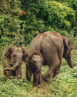 Elephant Family in Jungle