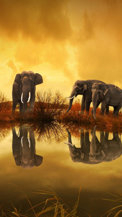 Elephant Family Near Lake with Drink Water