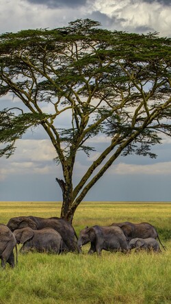 Elephant Family Walking in Grass