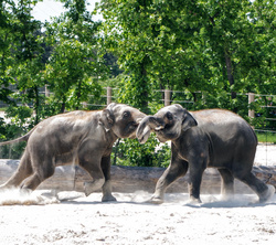 Elephant Fighting in Zoo