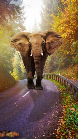Elephant Mobile Wallpaper