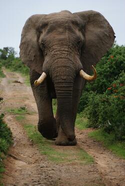 Elephant Walking Mobile Pic