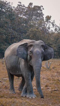 Elephant Walking Photo