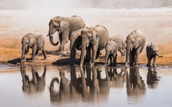 Elephants Drinking Water HD Wallpaper