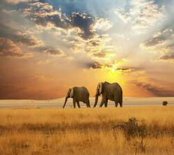 Elephants During Sunset