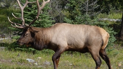 Elk Walking in Forest