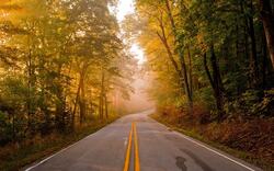 Empty Road Along With Trees