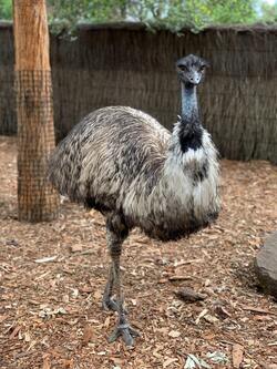 Emu Standing Mobile Photo
